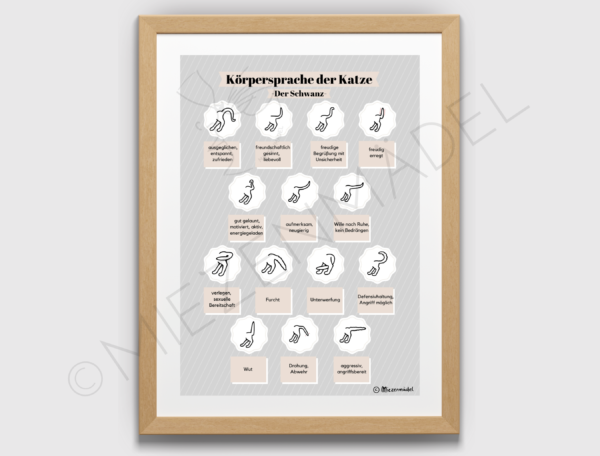 Auf dem Katzenposter "Die Körpersprache der Katze" sind alle möglichen Schwanzstellungen einer Katze abgebildet. 🐈